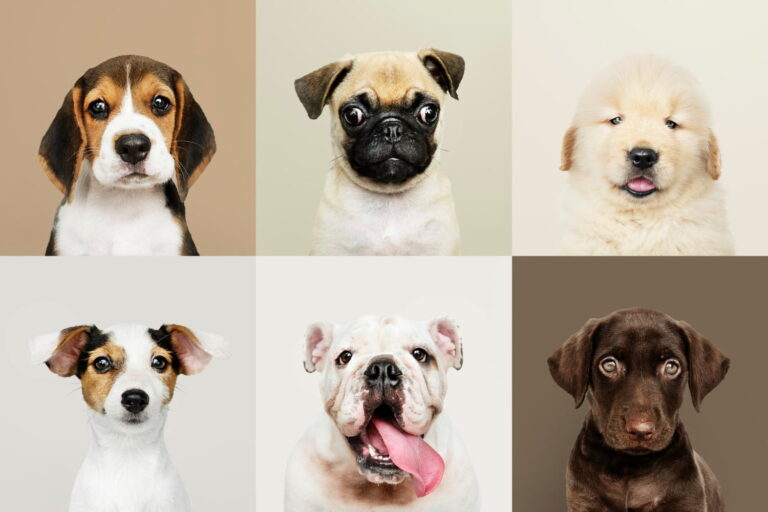 Las razas de perros que viven más tiempo