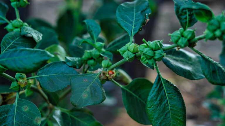 Esta planta es milagrosa para combatir el estrés