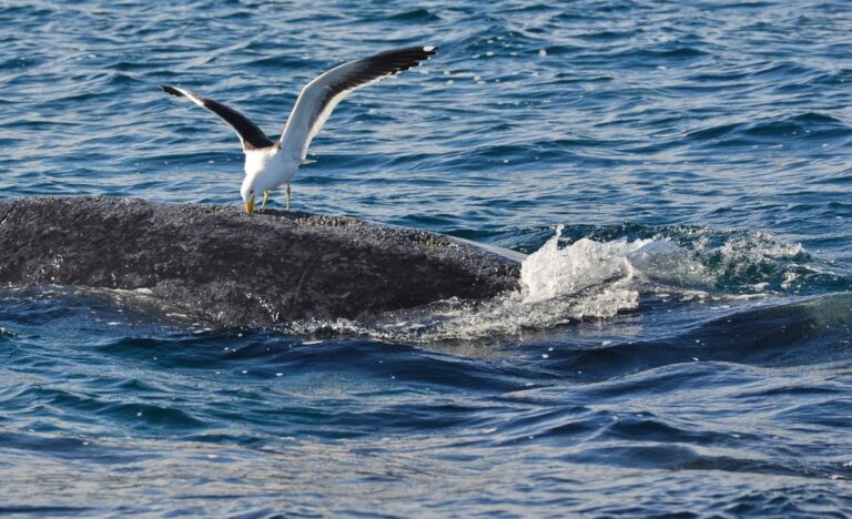 Rara ballena de aleta es encontrada muerta en la costa de Oregon; investigan enredos y heridas