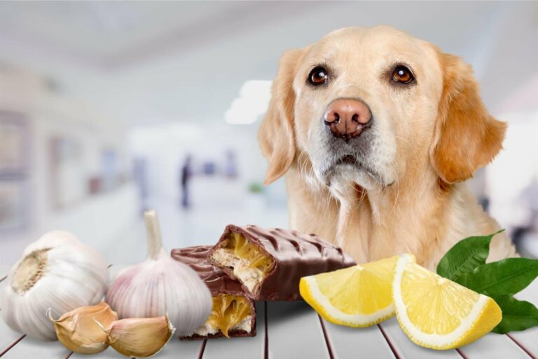 Los alimentos tóxicos para perros: qué debes evitar