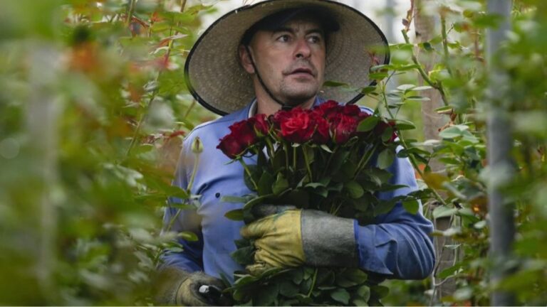 Mercado de flores Colombia apuesta por San Valentín en EEUU