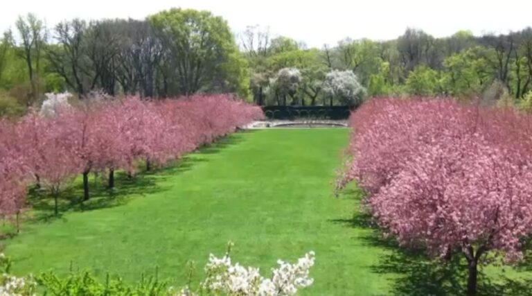 En Tu Tiempo Libre: Jardín Botؘánico de Brooklyn