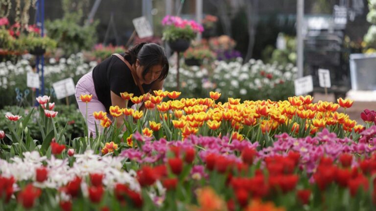 En Atlixco, cultivan 200.000 macetas tulipanes San Valentín