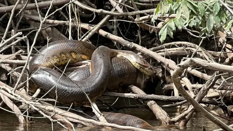 Esta nueva especie de serpiente podría ser la más grande del mundo – Remolacha