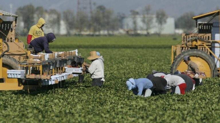 Mexicanos en EEUU generan millones a economÃ­a estadounidense