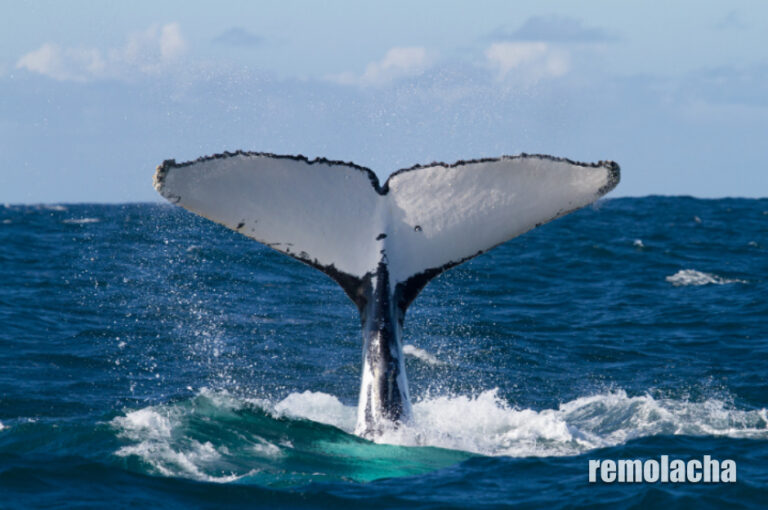 Disminución alarmante de ballenas jorobadas en el Pacífico – Remolacha