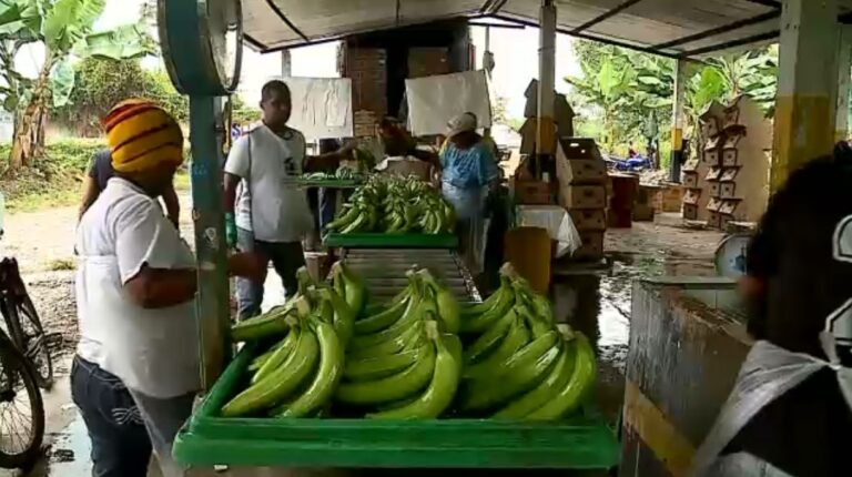 Rusia levanta veto a importaciÃ³n de bananos desde Ecuador