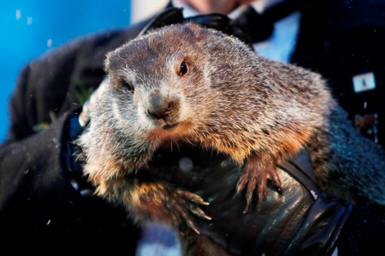 “Sin duda, la primavera vendrá temprano”, el pronóstico de la marmota meteoróloga Phil para EE.UU.