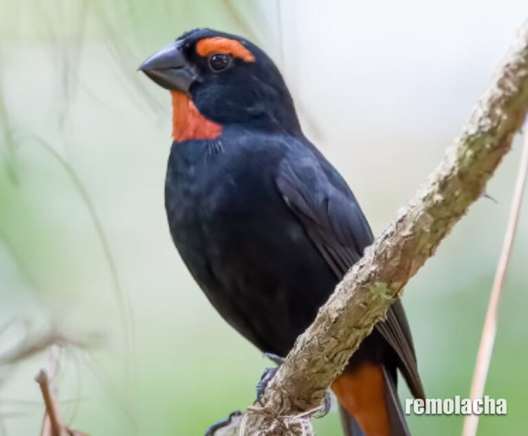 A esta ave le dicen el ‘come ñame’ (video) – Remolacha