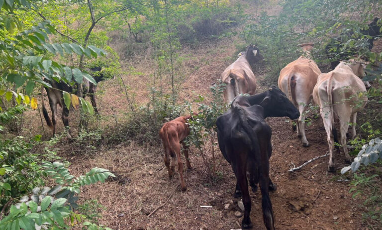 Ejército ocupa a tiros ganado robado era llevado por cuatreros hacia Haití 