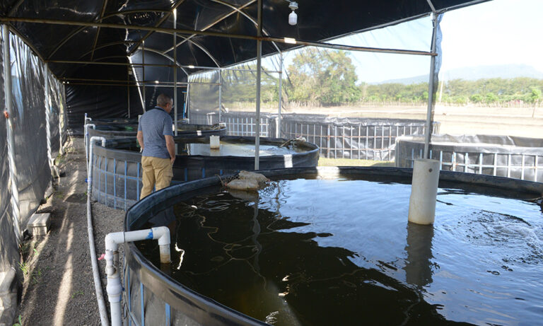 Negocio de crianza de anguilas cambia vida en costa Norte