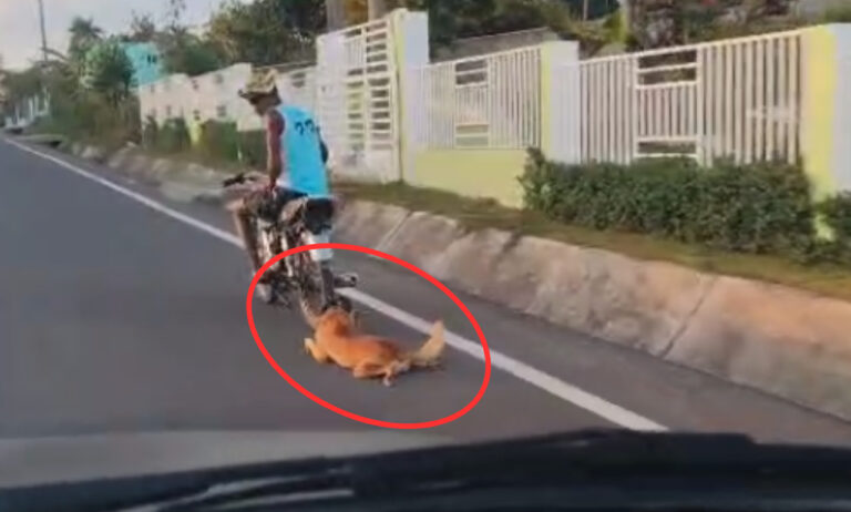 Denuncian arrastran perro atado a un motor en Hato Mayor