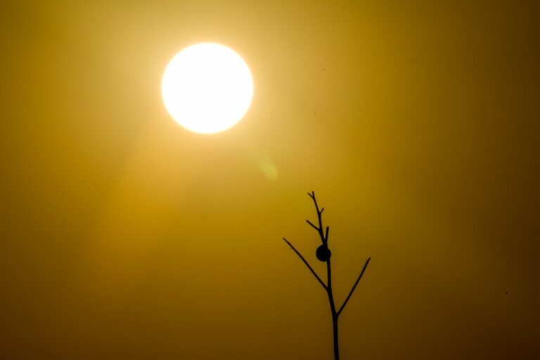 Con 645 en 2023, condado en Arizona bate récord en muertes por calor #FVDigital