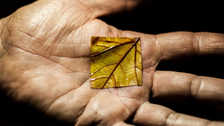 El significado oculto tras las líneas en forma de M de las palmas de tus manos