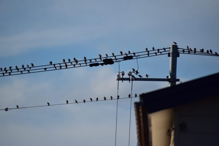 ¿Por qué no se electrocutan las aves con las líneas eléctricas?