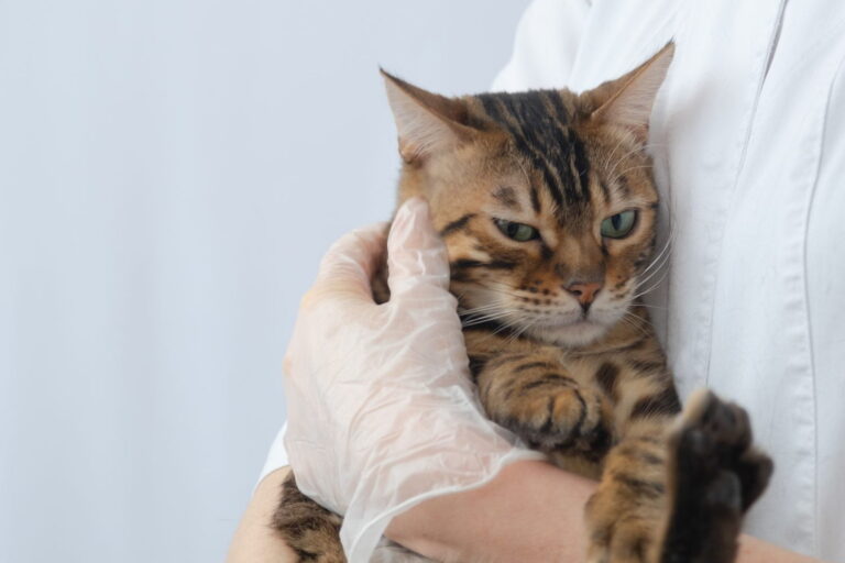 Aprender a reconocer los síntomas de estrés en tu gato