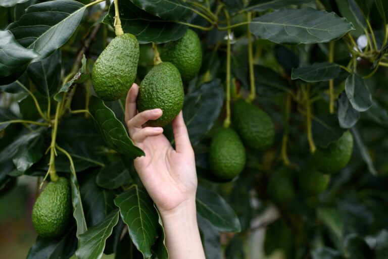Aguacate: el delicioso fruto con una historia de miles de años