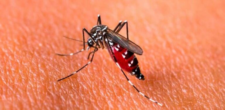 República Dominicana emite nueva alerta epidemiológica por alza de dengue en Las Américas