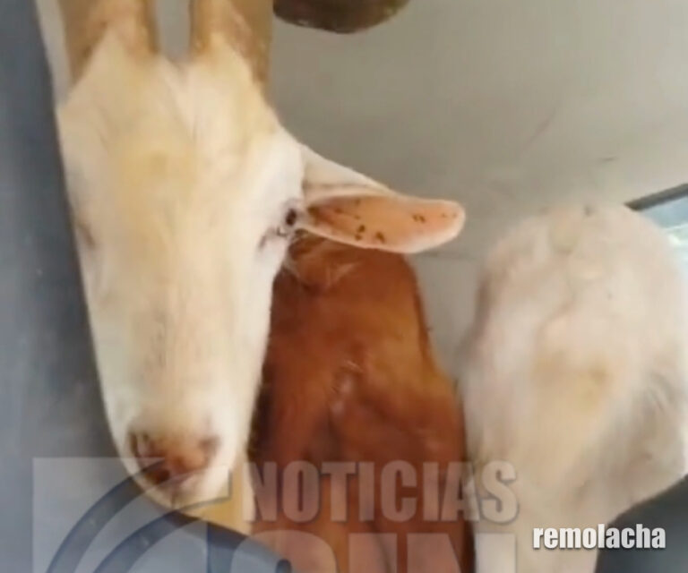 Apresan a dos roba-chivos (video) – Remolacha