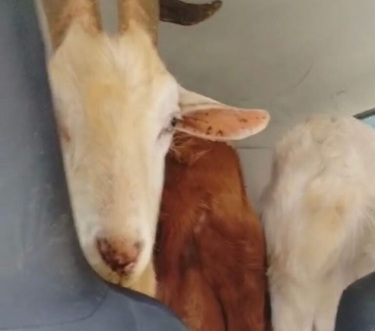 Tras persecución apresan dos hombres con chivos robados dentro de un carro