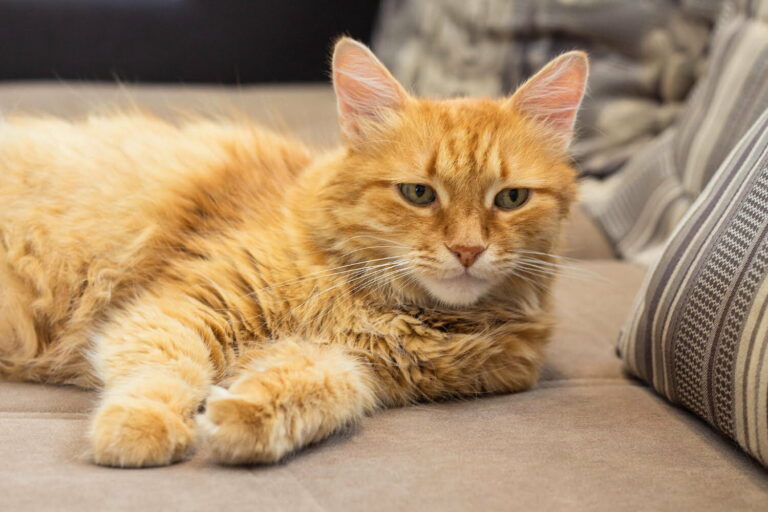 Consejos para evitar que tu gato arañe el sofá de casa