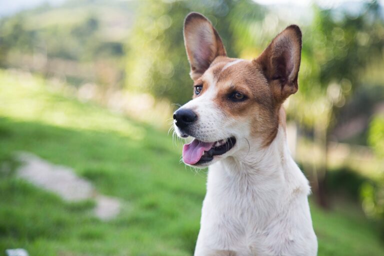 Coordinan por primera vez en RD guía de prevención y rescate de mascotas durante Semana Santa