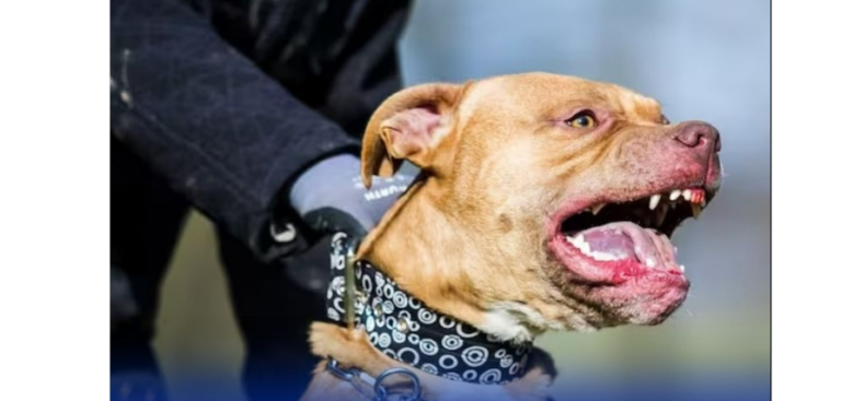 New Jersey: Perro Pitbull mata a un bebé de tres meses de nacido y dejó a sus padres heridos