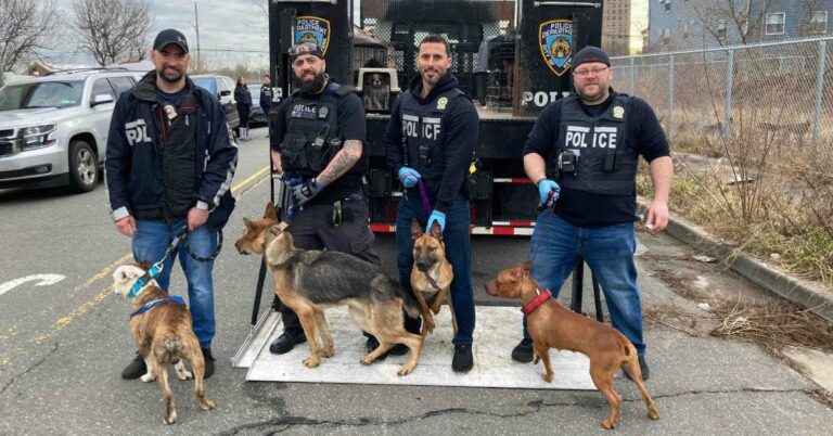 Mascotas en estado de desnutrición en una vivienda de Queens