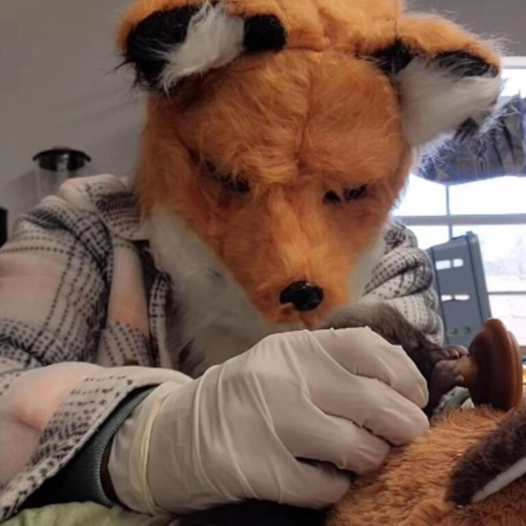 Personal de un centro de vida silvestre se hace pasar por zorros mientras cuidan a un cachorro