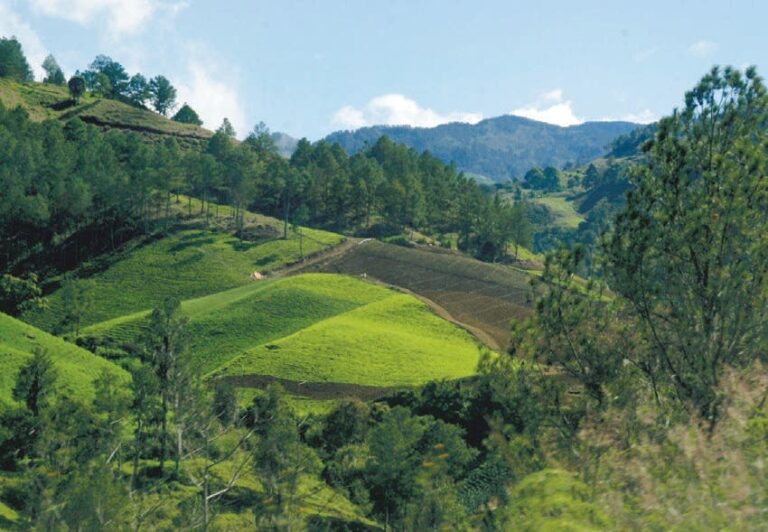 Día Mundial de la Forestación