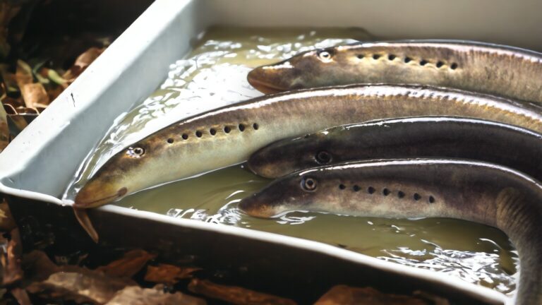 Dos criollos en tremendo lío por cargamento ilegal de anguilas – Remolacha