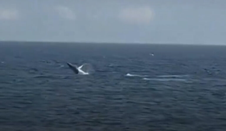 Avistan ballena en Malecón SD