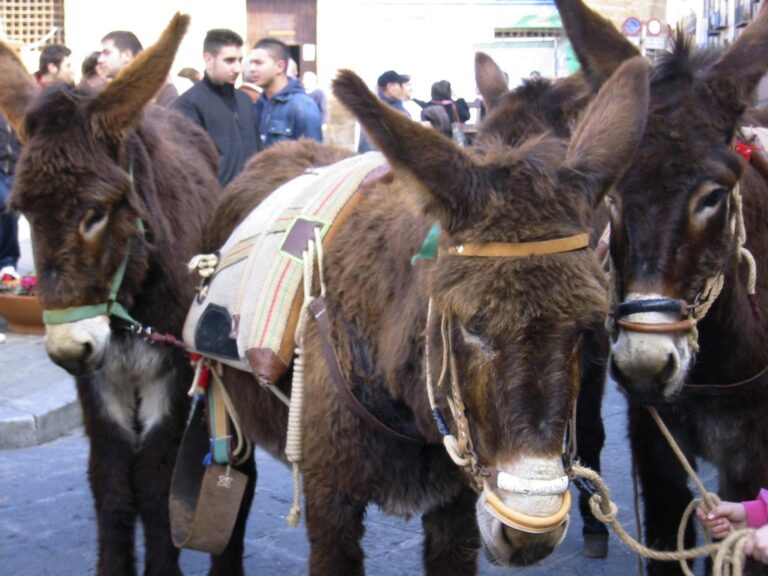 Recaudan 56 mil euros y se utilizaron para salvar 57 burros, en Italia