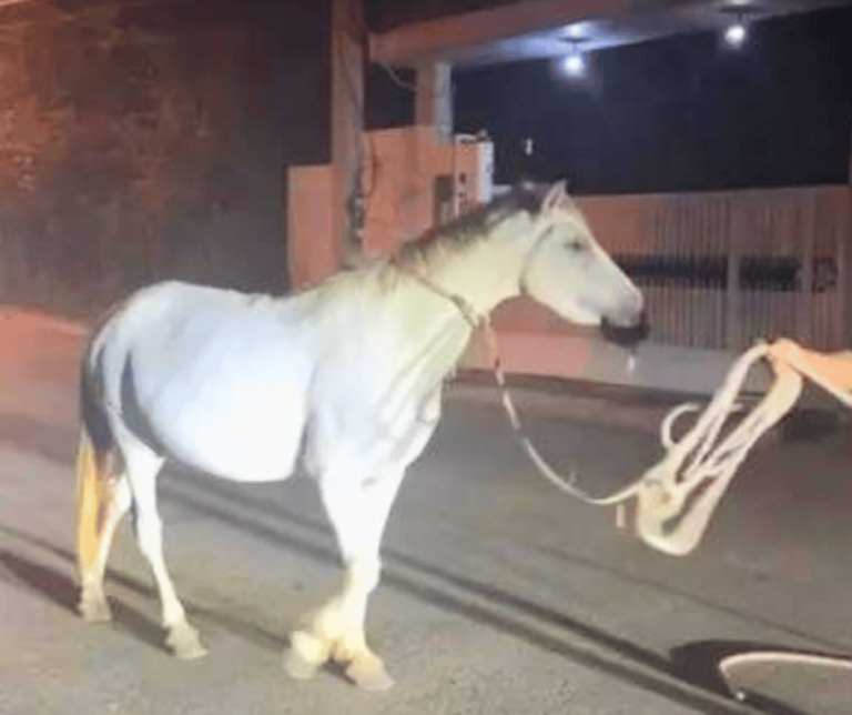 ¡Ta’ cogío! Retienen caballo realengo   #FVDigital