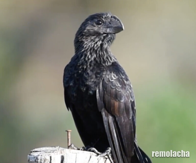 Vainas curiosas del pájaro conocido como ‘judío’ (video)
