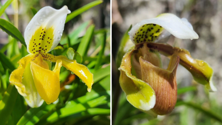 ‘ Rincón de las Orquídeas’ en el Jardín Botánico Nacional – Remolacha   #FVDigital