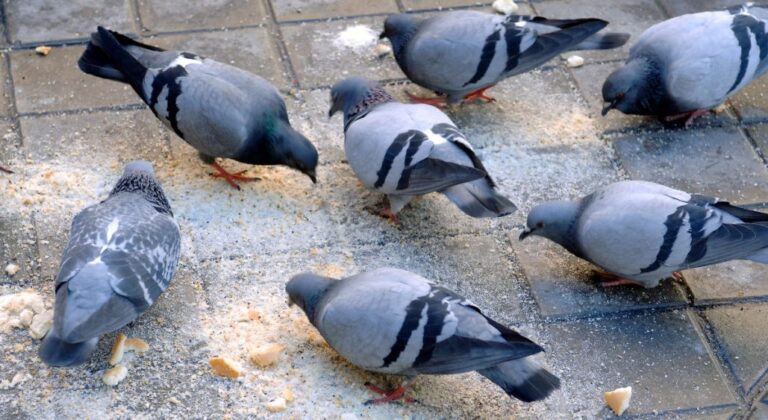 Reportan envenenamiento masivo de palomas en SPM #FVDigital