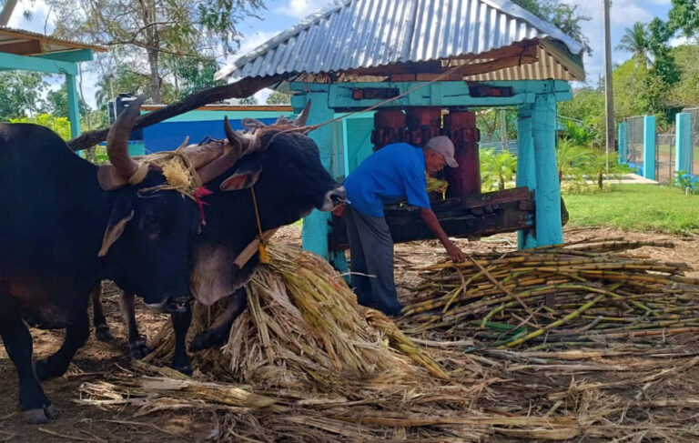 Trapiche El Coco, 132 años moliendo caña de forma artesanal – Remolacha   #FVDigital