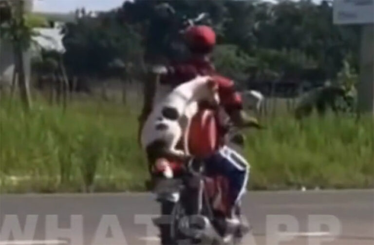 Inusual video causa revuelo – LosMocanos