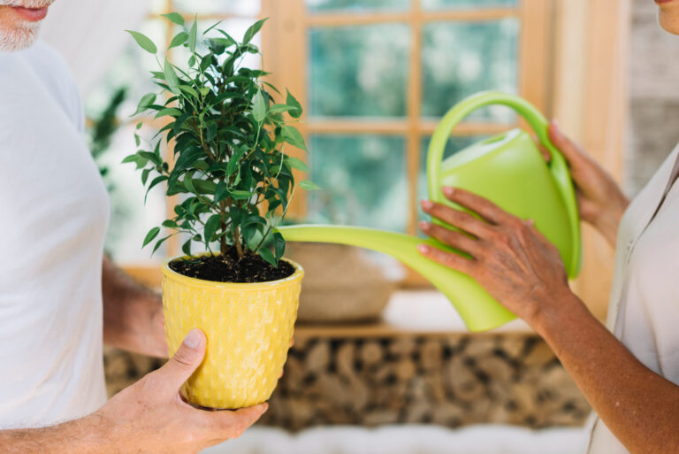 No dejes que tus plantas mueran de sed: aprende cuándo regarlas