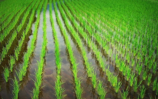 Transformación agroalimentaria ha de ir de la mano de la sostenibilidad, dice la FAO