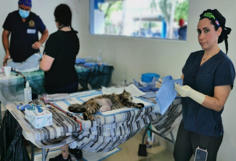 Jornada de esterilización de perros y gatos en la capital – Remolacha   #FVDigital