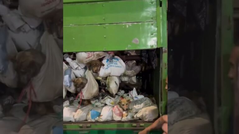 Autoridades detienen camión cargado de perros supuestamente para el consumo humano