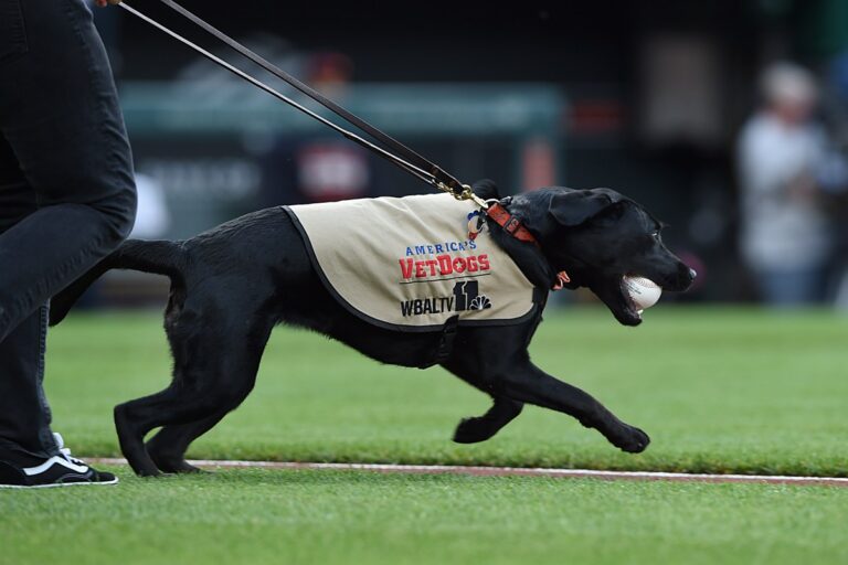 Emotivo adiós: Perro recoge bate de equipo Triple-A de Las Vegas, se retira del béisbol