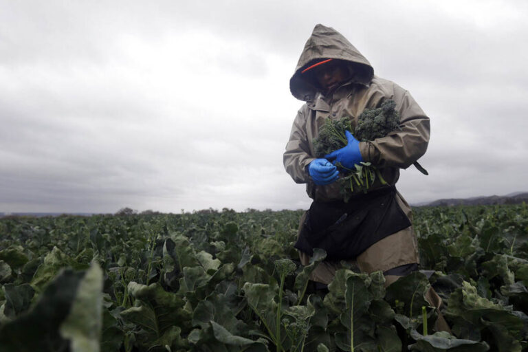 Los trabajadores agrícolas temporales tendrán más protecciones legales en Estados Unidos #FVDigital