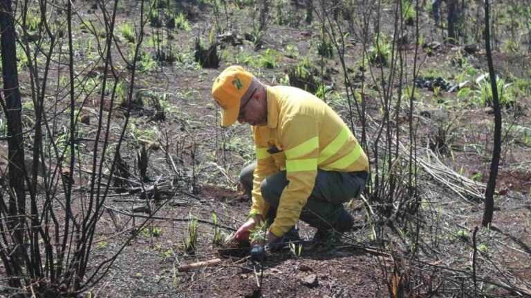 1 año de prisión suspendida a hombre por depredar zona protegida #FVDigital