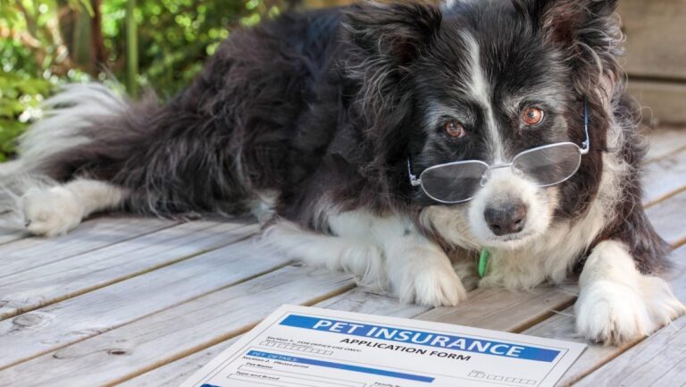 Cómo presentar una reclamación de seguro para mascotas: lo que tienes que saber #FVDigital