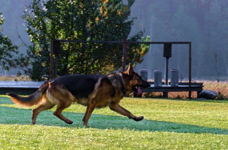 #Salud: Conoce las ‍10 razas de perros más protectoras