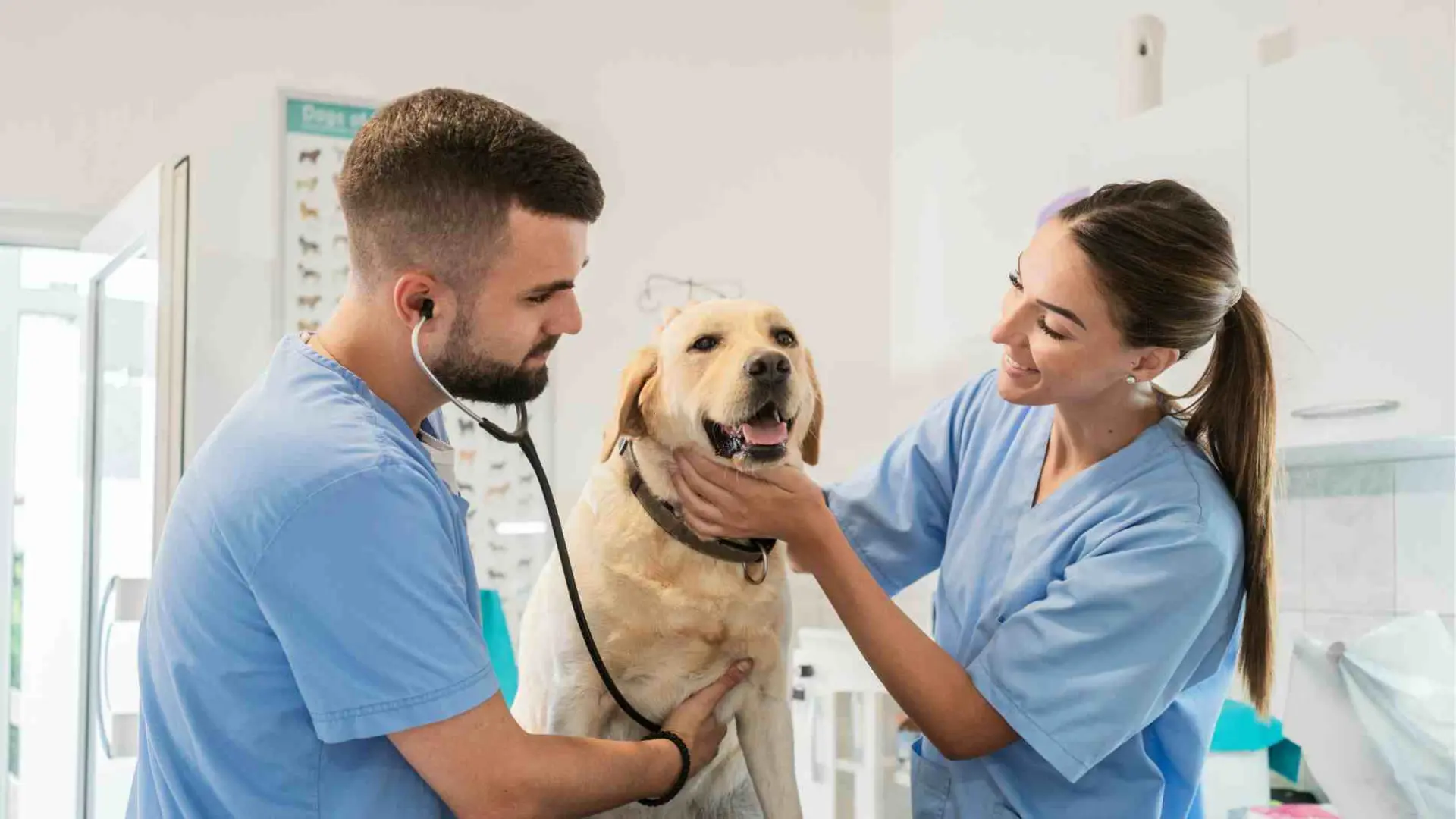 Día mundial del veterinario, ¿por qué celebrarlo hoy?