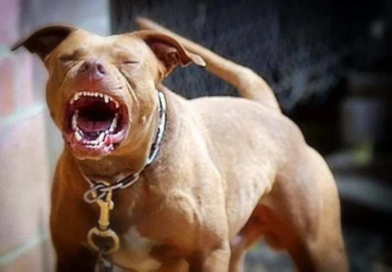 Perro Pitbull mata su dueño en El Bronx; dominicanos residen próximo a vivienda